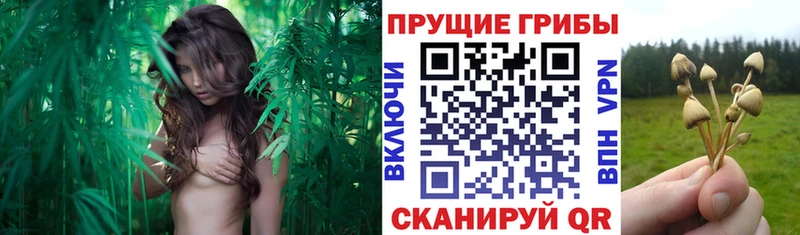 Псилоцибиновые грибы Cubensis  OMG зеркало  Волосово 